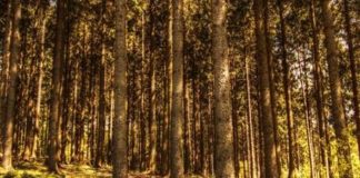 ESPECIAL – Unir investidores a projetos de cultivo de árvores: meta internacional da TerraMatch