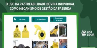 Gestão na pecuária: os benefícios do uso da rastreabilidade individual bovina