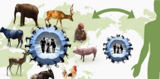 ARTIGO – Os sete pecados capitais das doenças zoonóticas