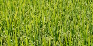 Produtividade de arroz é amplificada com bioativador à base de algas, afirma fabricante