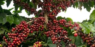 Fundação Procafé: cultivares e soluções tecnológicas para a cafeicultura nacional