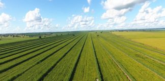 Rotação com soja mostra resultados na reforma de áreas de canaviais e atrai pecuaristas