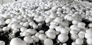 Cogumelos: cadeia produtiva se especializa com apoio da APTA