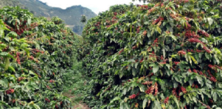 Safra de café 2020-2021: iniciadas pesquisas para segundo levantamento