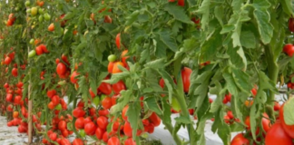 Consultor de sementes online atende todos os formatos de hortas