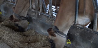 DESTAQUE – Conectividade permite ganhos de 90% na taxa de prenhez no primeiro serviço em gado jersey