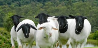 ENTREVISTA – Dorper é um boi Angus em miniatura, afirma criador