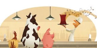 Uso de lisina na nutrição animal, auxilia na cadeia de proteína