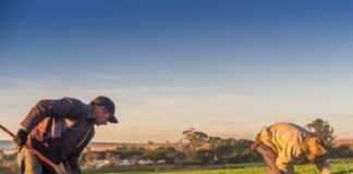 Repasse e prêmio do Seguro Rural bate recorde no Estado de São Paulo