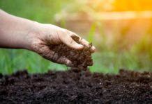 Mais 28 defensivos agrícolas de controle biológico são registrados pelo Mapa