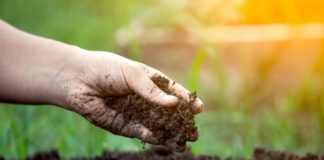 Mais 28 defensivos agrícolas de controle biológico são registrados pelo Mapa