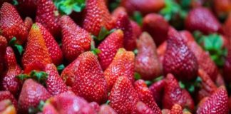 IB identifica espécie predadora que destrói ácaro responsável por perdas de até 80% no morango