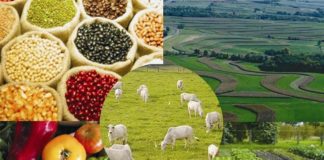 PIB agropecuário em 2021 deve ter crescimento de 3,2%, prevê Ipea