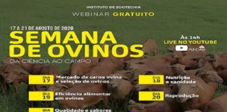 Semana de ovinos IZ abordará temas da pesquisa ao campo