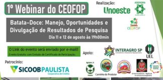 Batata-doce é tema de webinar e ação extensiva da Unoeste