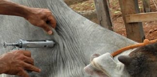 Tecnologias disruptivas na vacinação 4.0 são temas de webinar da Phibro Saúde Animal com Leonardo Vega