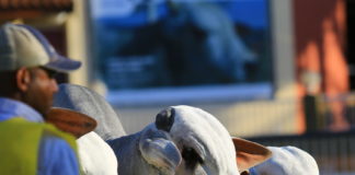 49° Expoinel presencial, em setembro