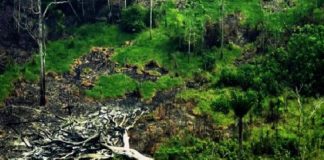 ARTIGO – Commodities e desmatamento: como o Reino Unido pretende virar esse jogo e os impactos para o Brasil?