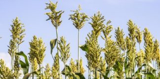 Mapa abre consulta pública sobre sementes de espécies forrageiras de clima tropical