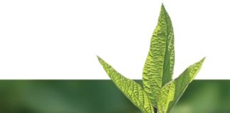 ARTIGO – A importância de investir na nutrição da soja para uma lavoura promissora