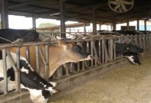 ARTIGO – Entenda o que é o Leite Instável Não Ácido (LINA) e como ele afeta a produção de lacticínios