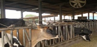 ARTIGO – Entenda o que é o Leite Instável Não Ácido (LINA) e como ele afeta a produção de lacticínios