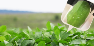 Controle da mosca-branca pode ser feito com bioinseticida