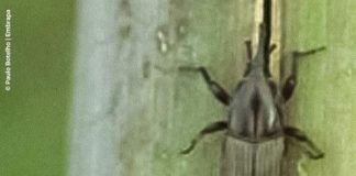 IB busca o controle biológico do bicudo na cana-de-açúcar