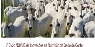 Último módulo do Ciclo Novus® de Inovações na Nutrição de Gado de Corte abordará índices reprodutivos na pecuária