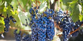 Melão e uva merecem atenção e manejo nutricional adequado no ciclo final de produção