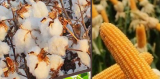 SAFRA 2019-2020: Com 257,8 milhões de toneladas, Conab confirma recorde