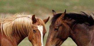 Suplementação com leucina contribui para construção e recuperação da massa muscular de equinos