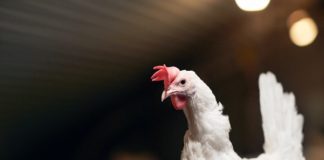 Indústria avícola: parceria favorece desenvolvimento de bacteriófagos