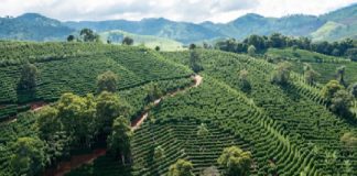 Monitor do seguro agrícola de café será em 11 de setembro