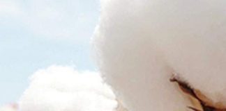 ENTREVISTA – Nutrição do solo e das folhas do algodoeiro resulta em melhor qualidade de pluma