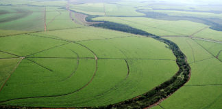 Projeto usa inteligência artificial no manejo da cana e da pastagem