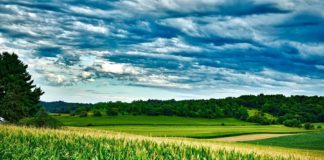 DESTAQUE – PRA paulista prevê restauração de 800 mil ha em 20 anos