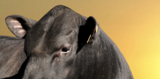 Genética de alta performance: investimento constante inclusive no reforço do plantel