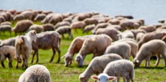 Vigilância das Síndromes Neurológicas em Animais é tema de workshop online