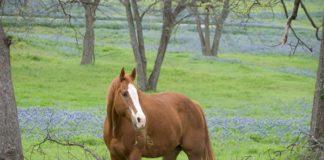 Trânsito interestadual e participação de equídeos em eventos exigem exames para AIE e Mormo