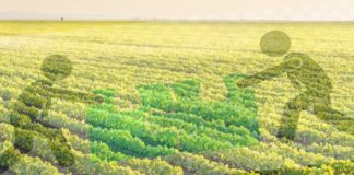 Fusões & Aquisições: movimentação também no agronegócio