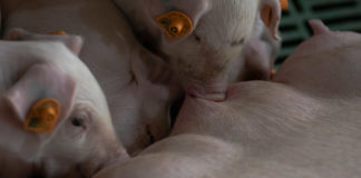 ARTIGO – Síndrome Mastite, Metrite e Agalaxia (MMA) é forma severa de Síndrome da Disgalactia Pós-parto (SDP)