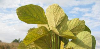 Cultura da soja ganha multissítio biológico para combate à ferrugem asiática