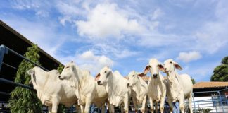 ExpoBrahman 2020 será presencial