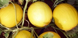 Manejo do melão no Rio Grande do Norte apresenta bons resultados em pesquisa