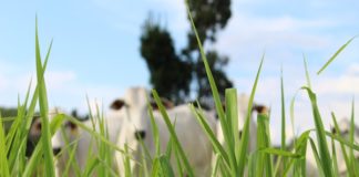 Cuidados podem garantir a rentabilidade da fazenda no período de transição secas-chuvas