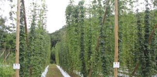NOVIDADE – Cerveja feita com lúpulo cultivado no Centro Cervejeiro da Serra, em Teresópolis, chega ao mercado