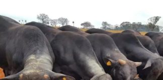 Novus encerra webinários para a pecuária com saldo positivo