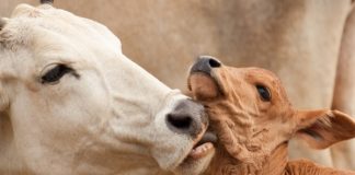 ARTIGO – Vacinas recomendadas para o período de cria de bovinos e protocolos de sanidade reprodutiva