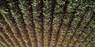 Bioinseticida para soja desenvolvido no Brasil obtém registro no Paraguai
